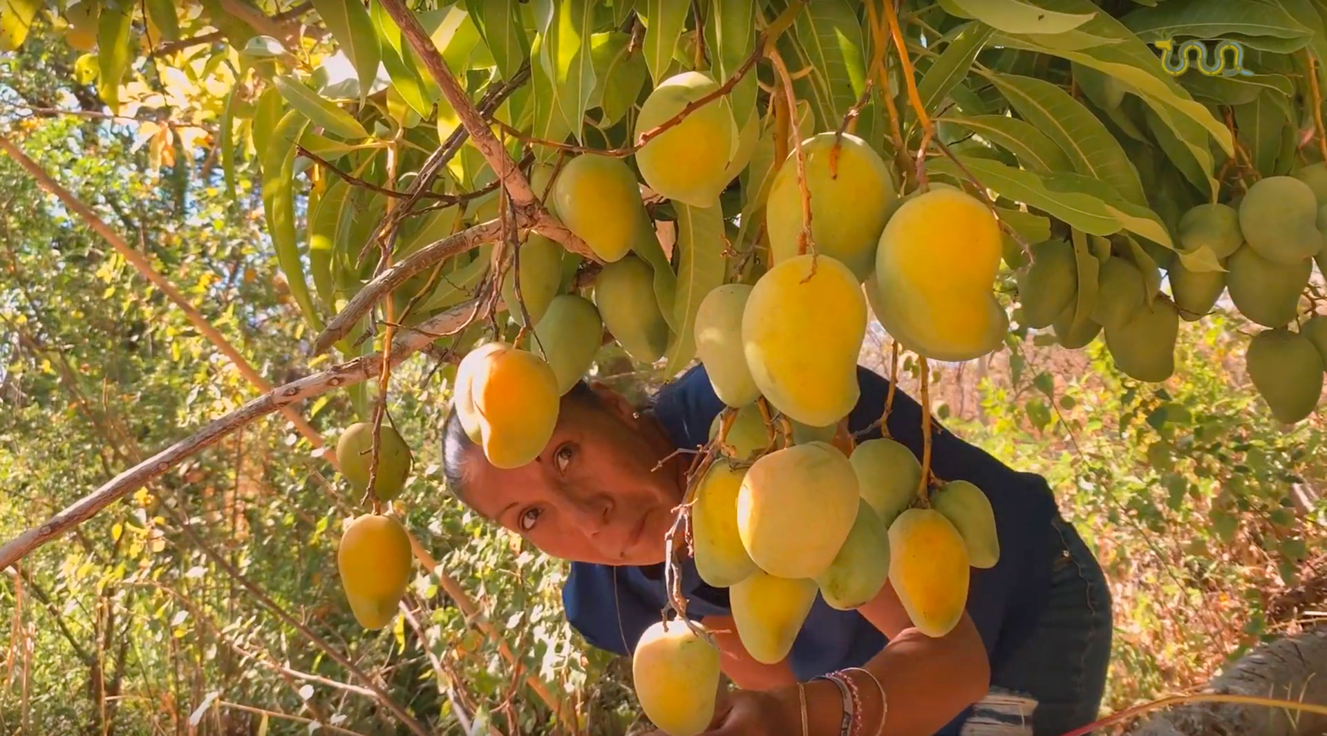 Jalea de Mango